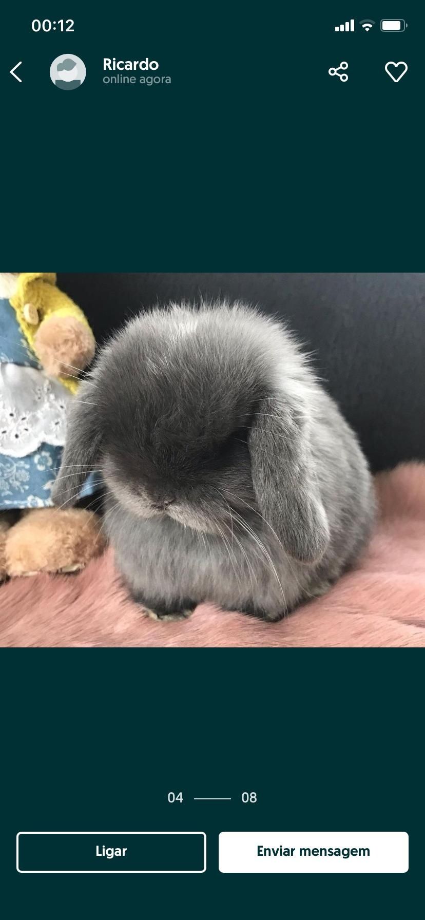 KIT Coelhos anões orelhudos, mini lop super inteligentes e dóceis