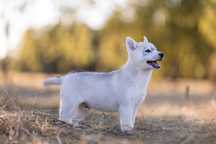 Siberian Husky Zkwp Fci
