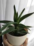 Roczny aloes roczny aloes