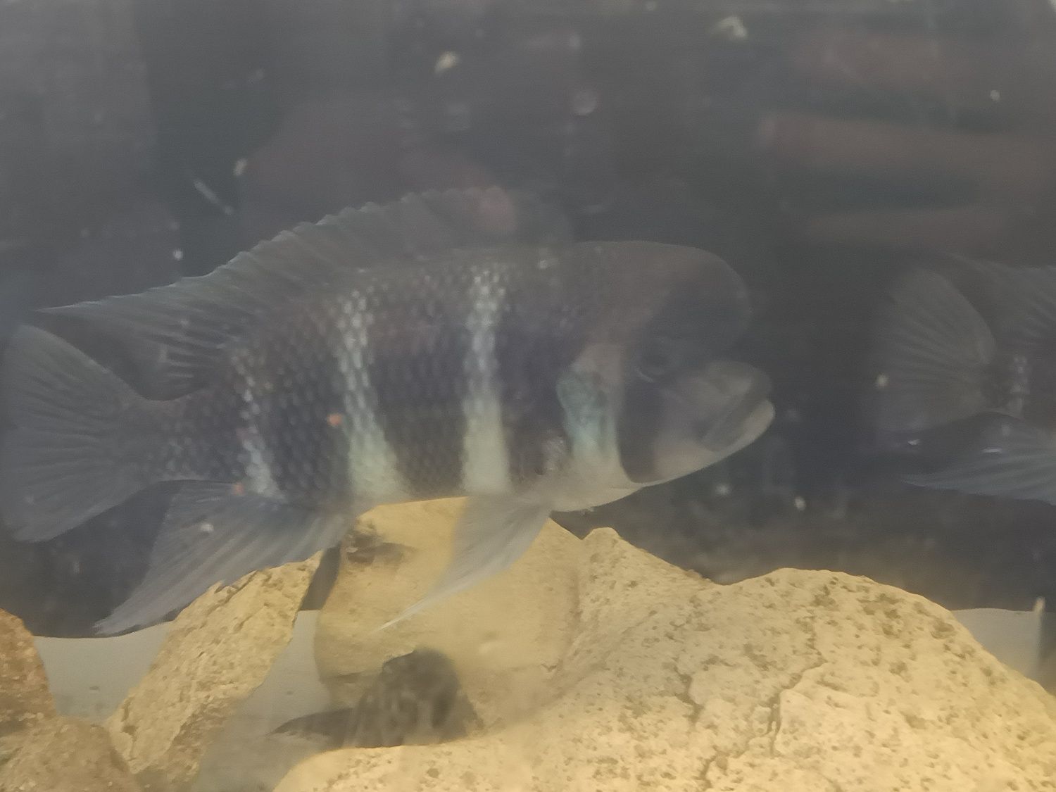 Macho Frontoza Burundi 30cm