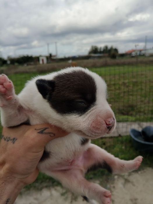 Lindos American Staffordshire Terrier