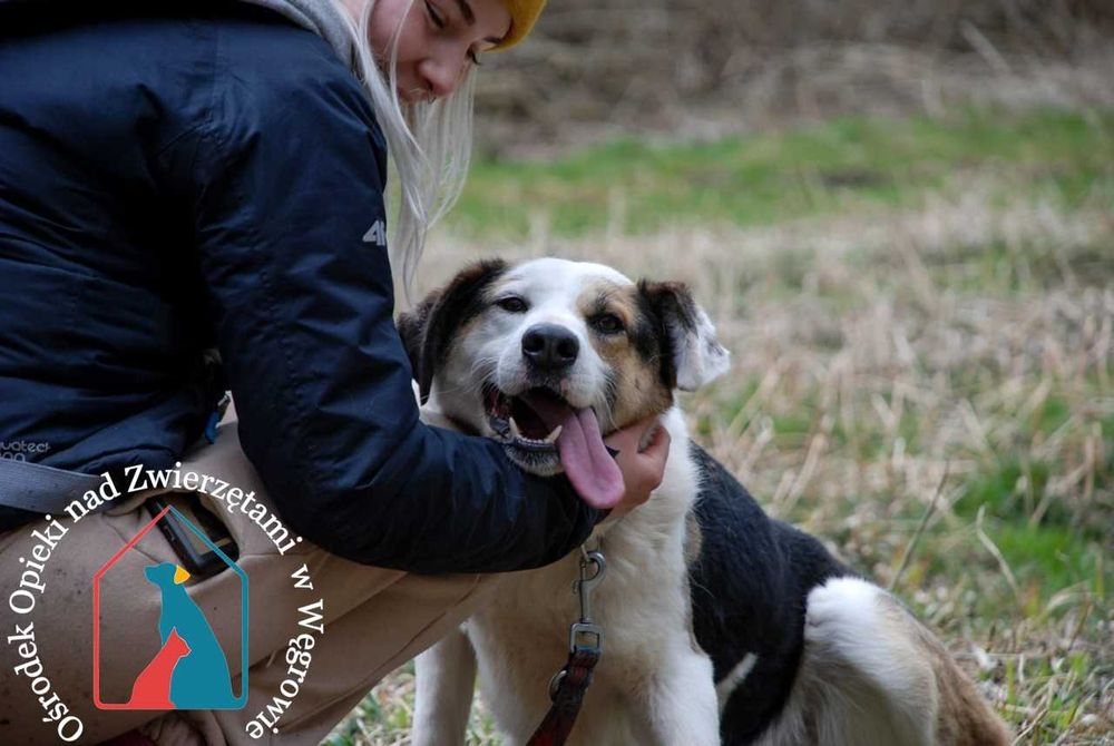 Piękny, duży, wesoły, kocha ludzi - czeka 8 lat na dom!