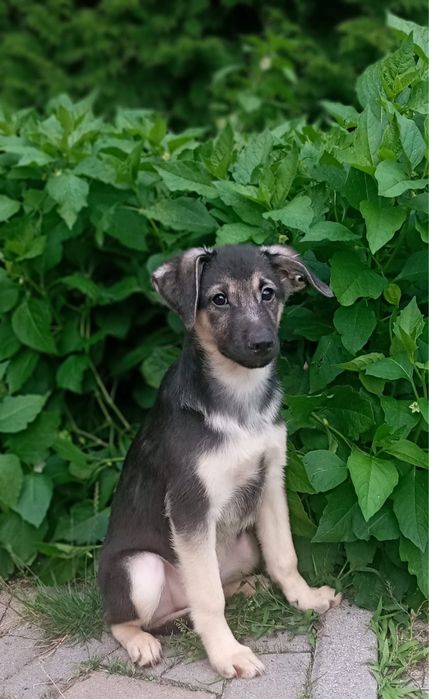 Uroczy szczeniak Oreo szuka domku