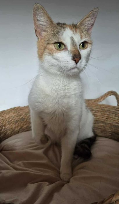 Mirinda - trikolorka do adopcji