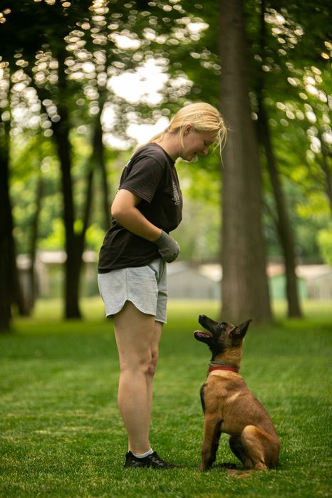 Дресирування собак ( кінолог , хендлер)