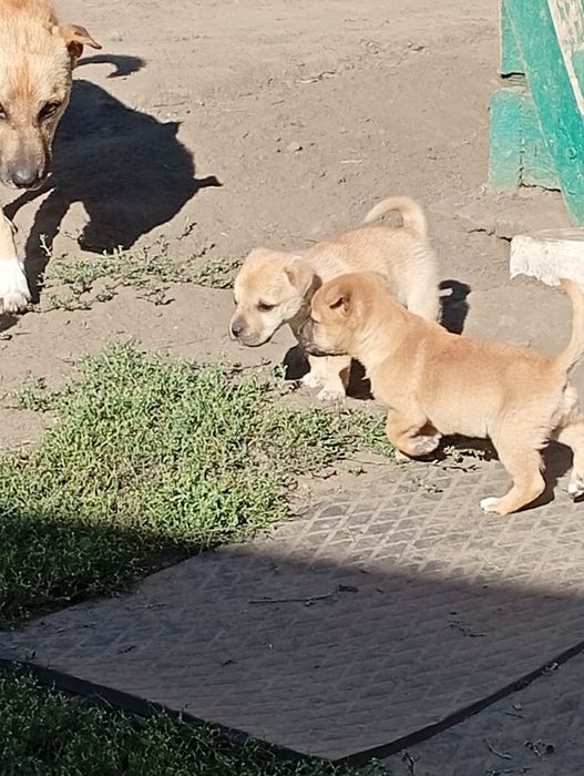 Подарую хороших собачок