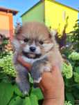 Pomeranian szpic miniaturowy piesek Niko