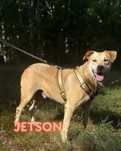 Jetson - sympatyczny psiak gotowy do adopcji!