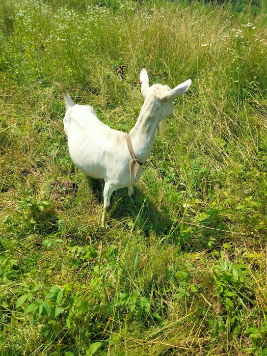 Хочу продати зааненську козу