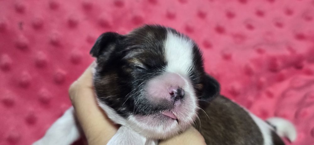 Shih tzu śliczny piesek Olafek