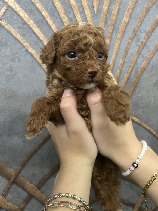 Maltipoo f1b pudel toy red brown badania