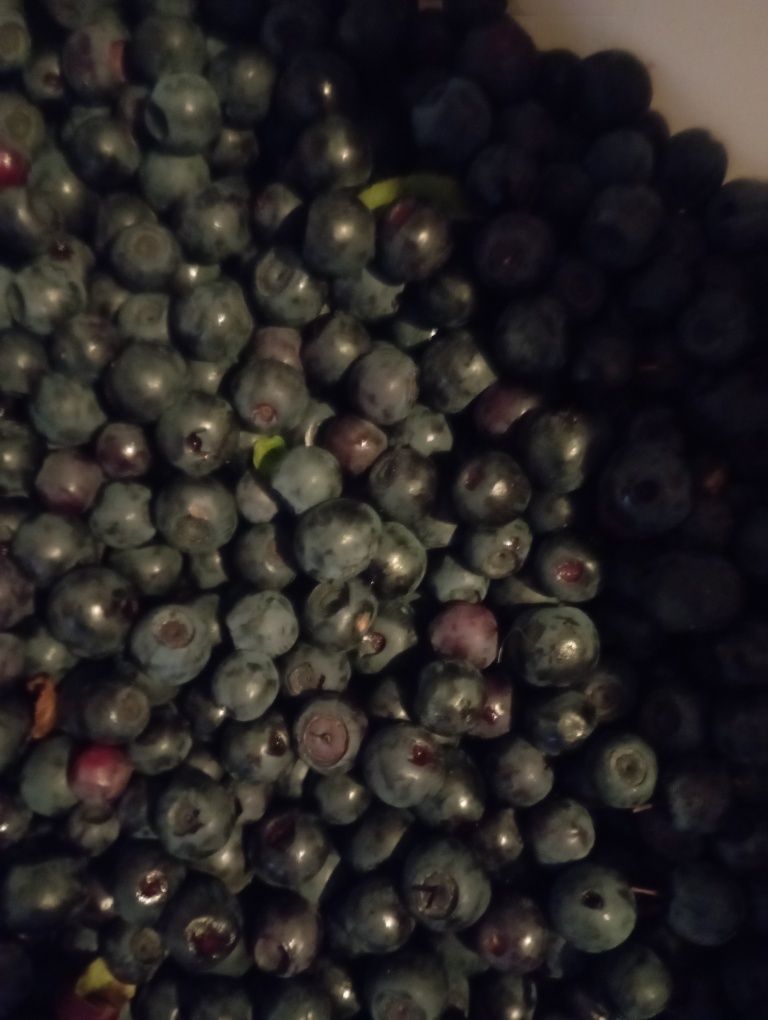 Sprzedam codziennie świeże jagody