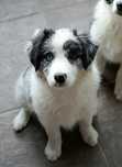 ARIA niebieskooka dziewczynka Border Collie