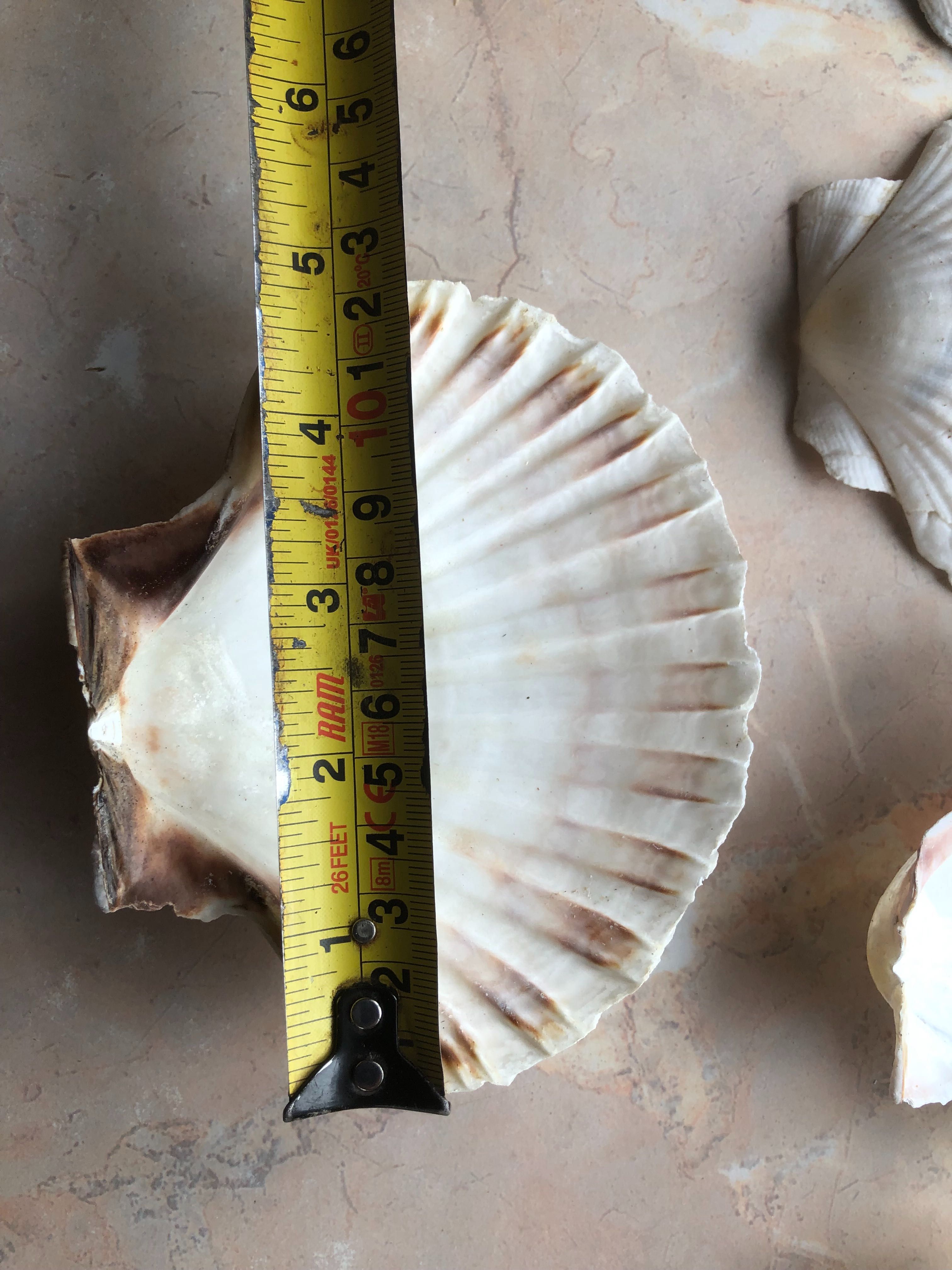Muszle św. Jakuba Scallops Przegrzebki