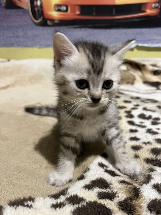 Віддам котиків у добрі руки