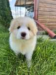 Cudny piesek border collie ZKwP FCI po MŁ.CHPL