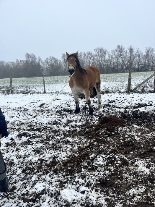 Źrebica 14-miesieczna