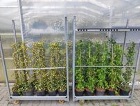 Hedera Helix/Goldheart