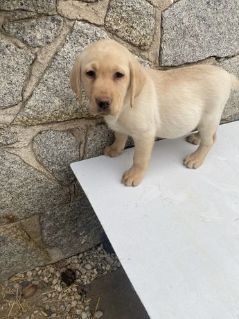 Labrador Retriever