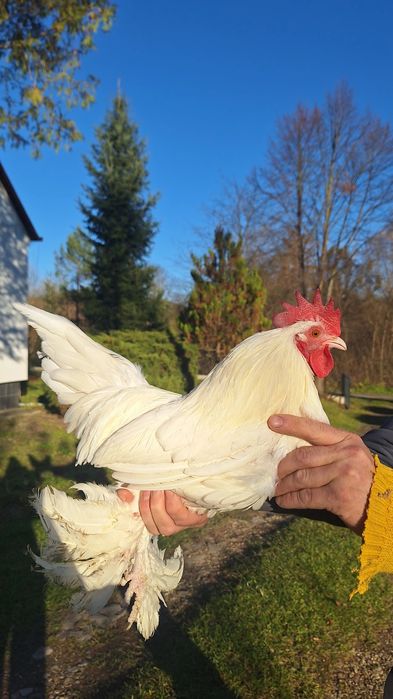 Karzełki łapciate, zeszłoroczne koguty