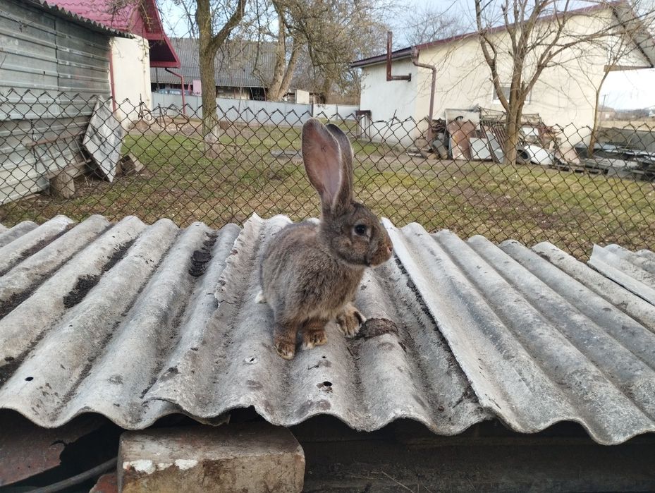 Самець Бельгійський велетень