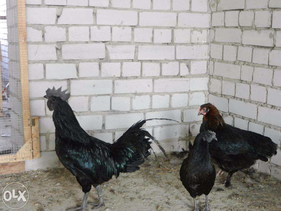 Куры Аямцемани продам