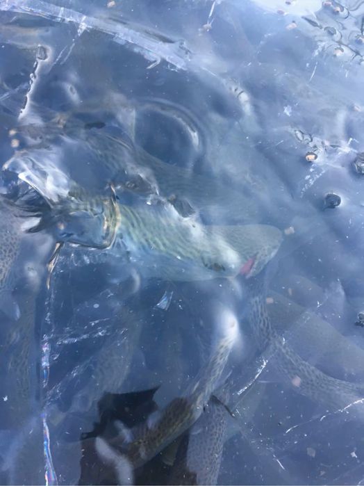 Продається мальок форелі для ставків вирощений власноруч