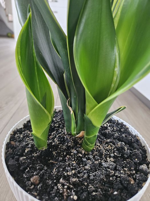 Сансевієрія Голден Флейм (Sansevieria Golden Flame)
