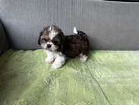 Piesek  Shih  Tzu