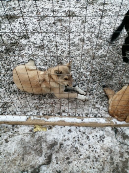Віддам в добрі ручки