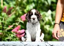 Springer spaniel angielski piesek