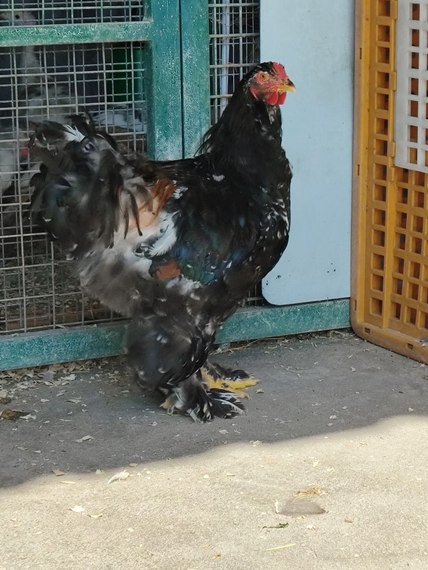 Galo brahma mil flores