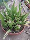 Aspidistra Elatior