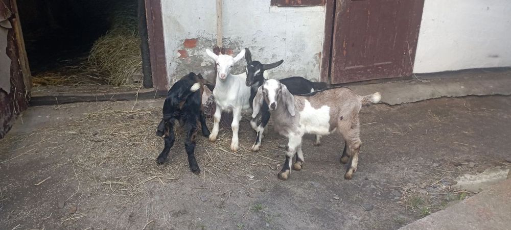 Продам Англо нубійських і Зааненських козенят