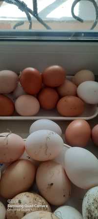 Яйца домашние ,кормление только натурпродуктами