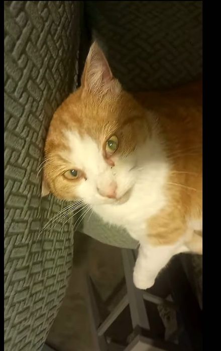 Rubin,cudny miziasty kotek do adopcji