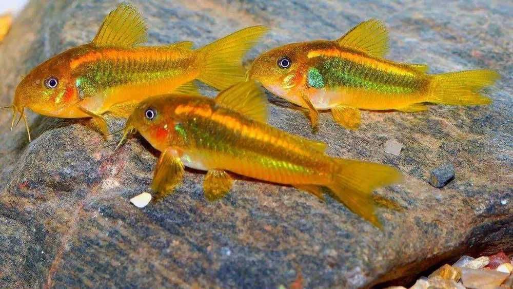 kirys gold laser GRUBY KOCUR sklep zoologiczny rzeszów