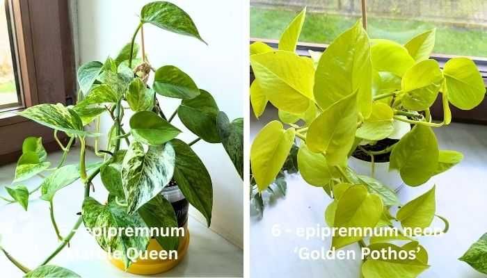 Rośliny doniczkowe, roślinki - monstera, epipremnum, fiołek, sterlicja