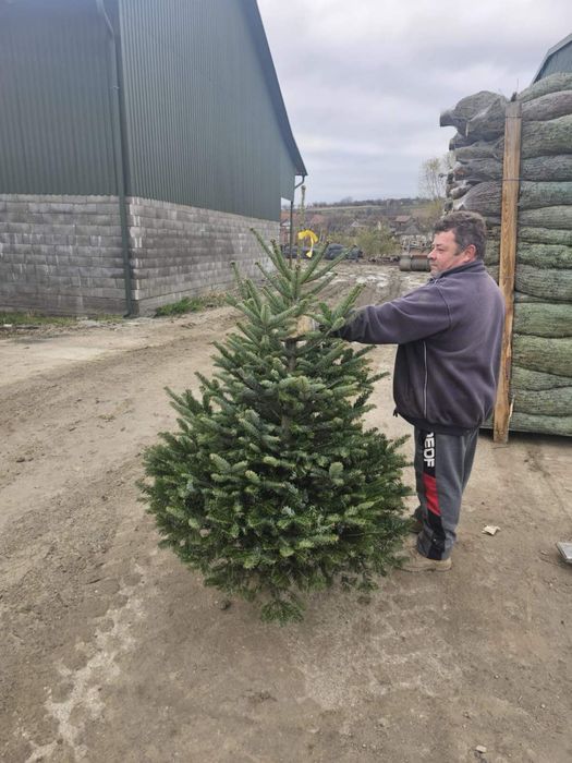 Ялиця Ялинка Норман .