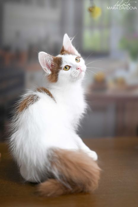 Редчайший цинамон! Харизматичный котёнок ищет дом!