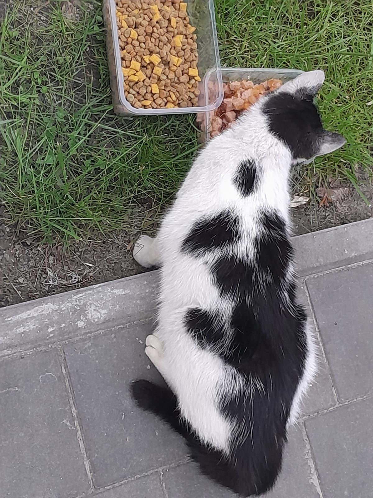 Czyją koteczka przy ulicy Poznańskiej