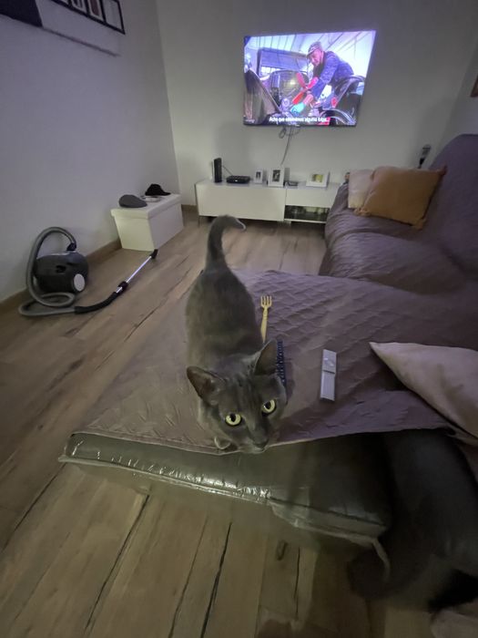 Pet sitting, Dog waling e muito mais :)