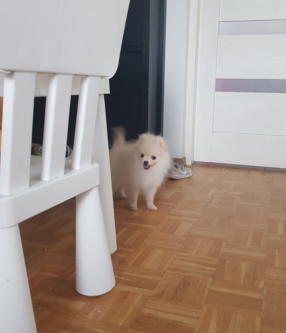 Szpic Miniaturowy Pomeranian Piesek