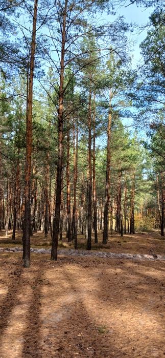 ‼️Продам ділянку 12 соток у с. Хмельна - просто в самому серці лісу!‼️