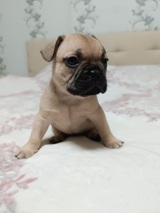 ТЕРМІНОВО! Маленькі бульдожки шукають люблячу сім'ю...