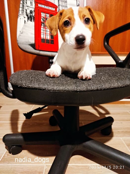 Дівчинка Джек Рассел тер'єр ККУ