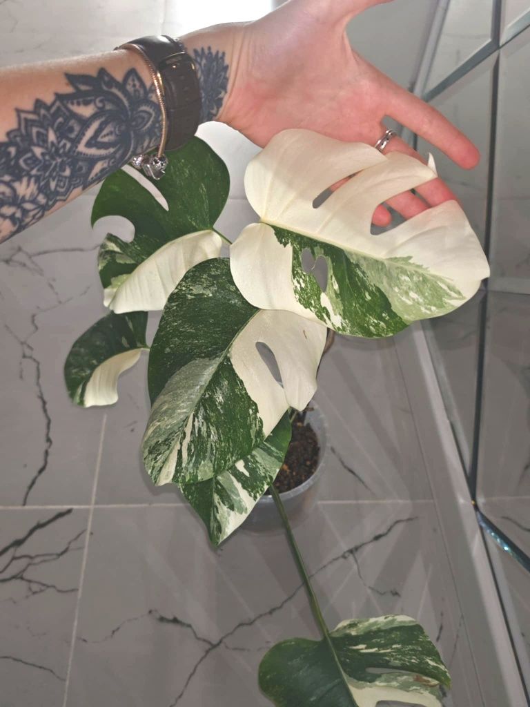 Monstera Variegata 6 liści piękna dorosła roślina 50 cm half moon