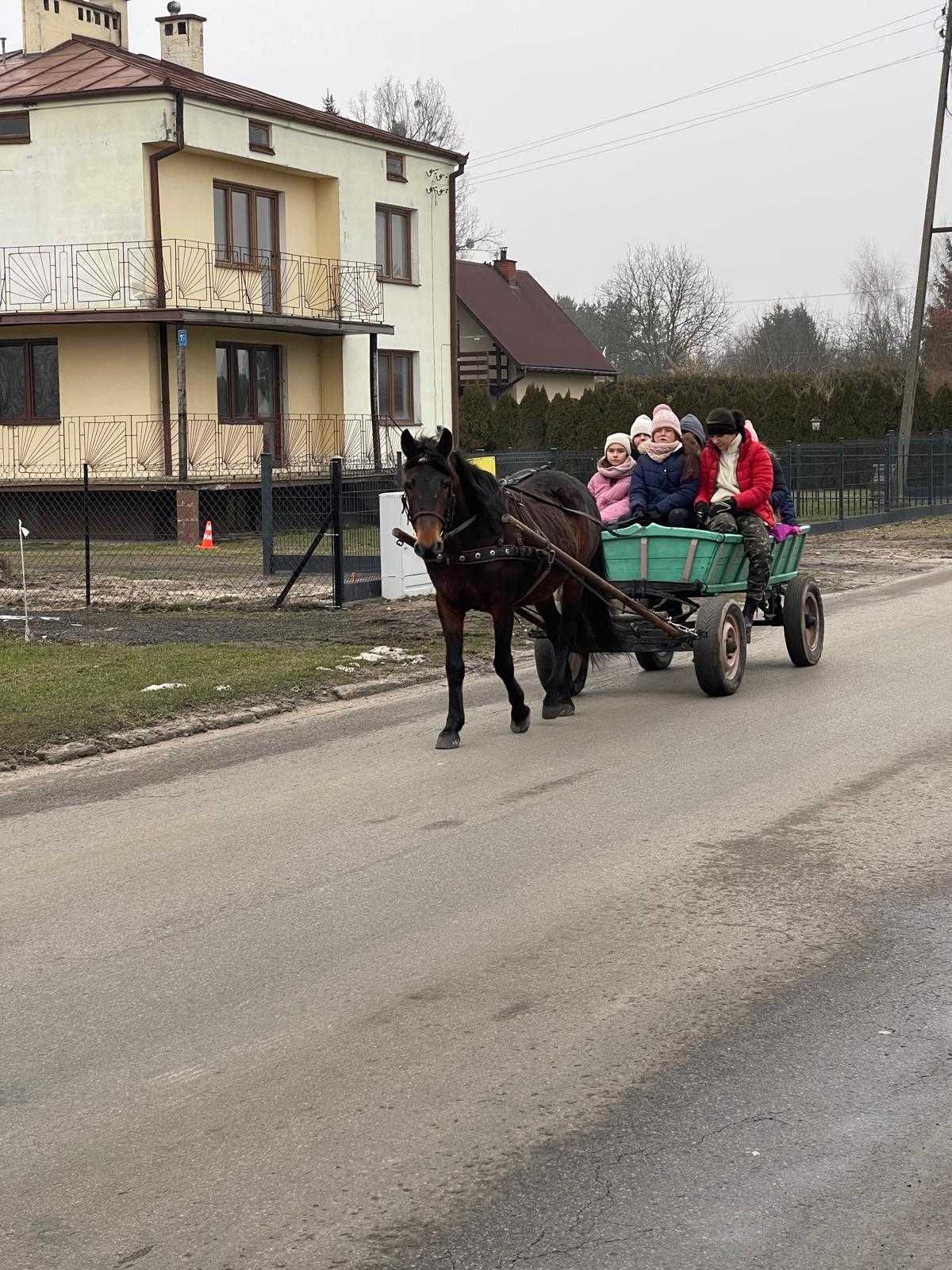 Klacz ze zrebakiem siodło bryczka.