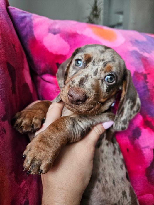 Jamnik suka merle choco ZAREZERWOWANA