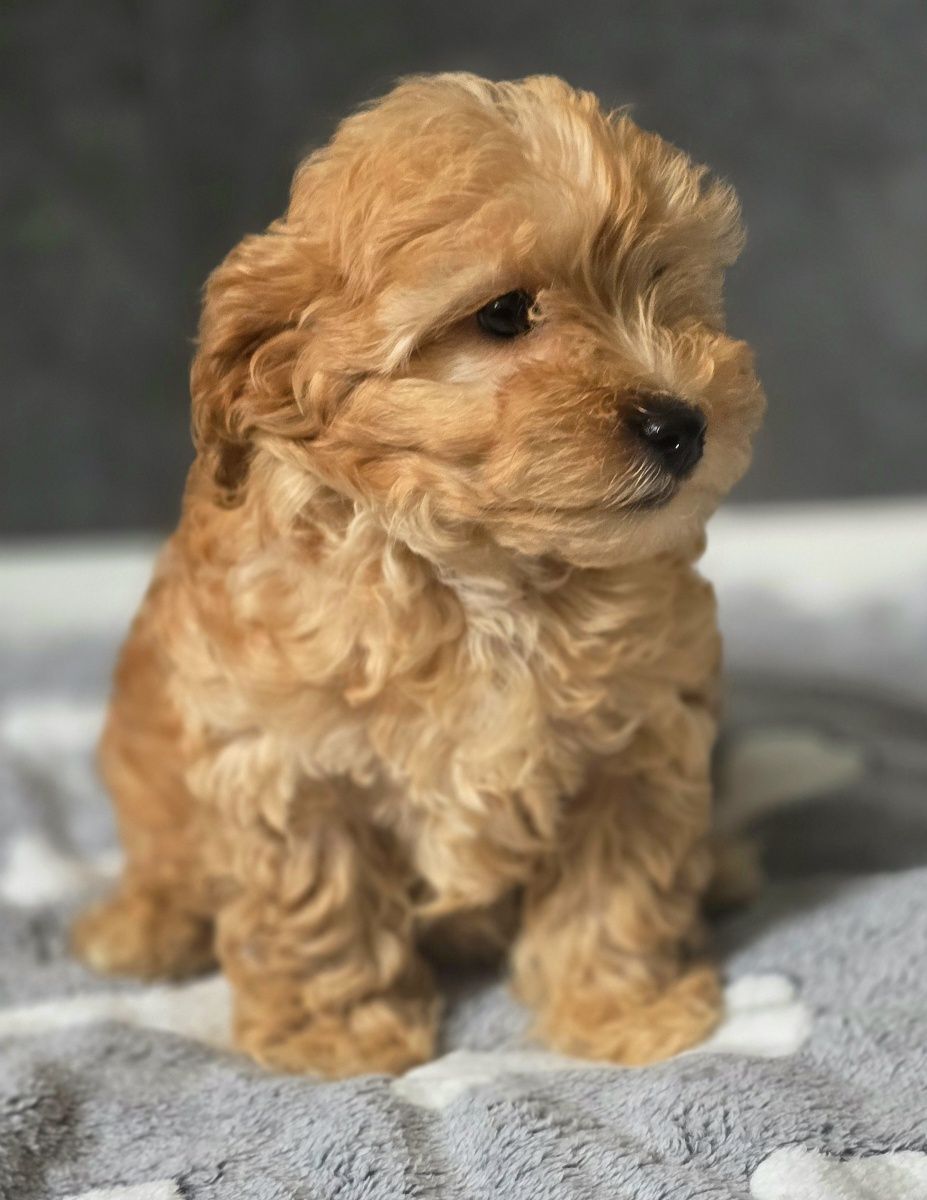 Karmelowy piesek maltipoo